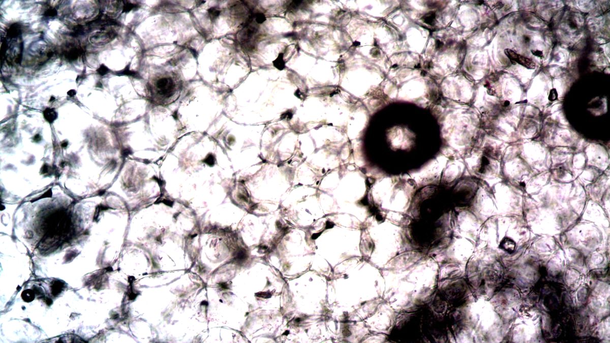 Regenerative Medicine Science